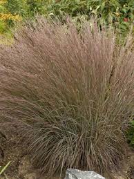 Image result for Schizachyrium brevifolium