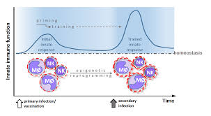 An immune response is triggered when the immune system is alerted that something foreign has entered the body. Ijms Free Full Text Infectious Agents As Stimuli Of Trained Innate Immunity