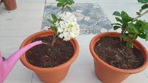 We did not find results for: 480 How To Repot Hydrangea Plant Potting Soil For Hydrangea Youtube