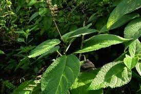 Maybe you would like to learn more about one of these? Daun Gatal Papua Obat Alternatif Penghilang Capai Antara News