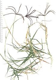 Image result for Cynodon nlemfuensis