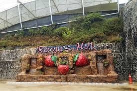 See more ideas about kundasang, sabah, farm. Pick And Taste Strawberries At Raaju S Hill Strawberry Farm