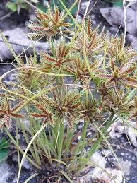 Image result for Cyperus cuspidatus