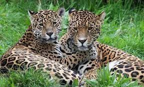 Bildergebnis Fur What Are The Cute Animals That Live In The Emergent Layer Of The Rainforest Rainforest Animals Amazon Rainforest Animals Animals