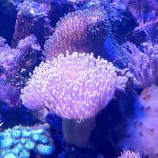 Image result for Sarcophyte piriei