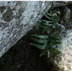 Image result for Pellaea longipilosa