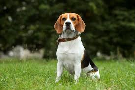 Basset hound information and pictures. Is The Delightful Beagle Basset Hound Mix A Good Family Dog K9 Web