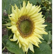 Helianthus Annuus Pacino Lemon Sunflower Sunflower Sunflower Pictures Wonderful Flowers