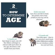 Kittens Age The Y Guide