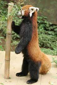 Twitter Red Panda Cuteanimalspanda Baby Animals Animals Beautiful Red Panda Cute
