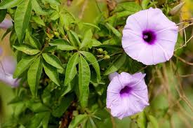Image result for Ipomoea cairica