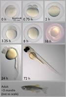 Image result for Zebrafish