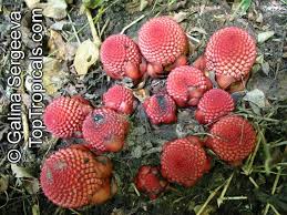 Image result for Balanophoraceae