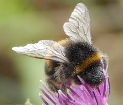 Charlie, on the brink of turning 18 years old and trying to find her place in the. British Bumble Bees Social And Cuckoo Species