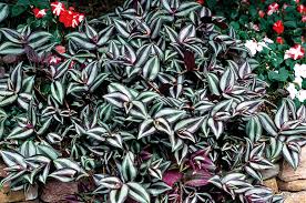 Check spelling or type a new query. Tradescantia Horticulture Week