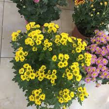 Seperti puteri jelita nan menawan. Bunga Krisan Warna Kuning Hidup Shopee Indonesia