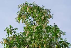Image result for Robinia