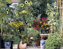 Sichtschutz Mit Pflanzen Die Moglichkeiten Im Uberblick In 2020 Sichtschutz Pflanzen Pflanzen Kubelpflanzen