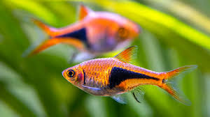 Image result for Heteromorpha