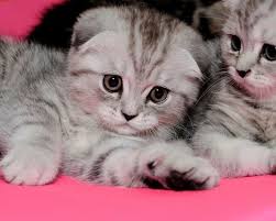 scottish fold kittens i want shotlandskie vislouhie kotyata koshki i kotyata ocharovatelnye kotyata
