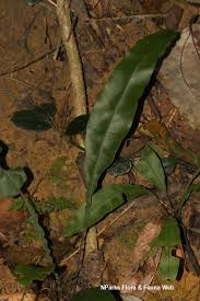 Image result for Lindsaea ensifolia