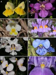 Image result for Andropterum