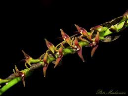 Image result for Bulbophyllum cochleatum