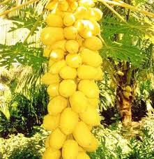 Sign up or log in to get instant payouts and deposits, the fastest live betting and daily deposit bonuses! Benih Pepaya Golden Frutas Exoticas Frutas Arbol De Frutas