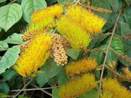 Image result for Combretum engleri