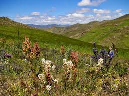 Image result for Hebenstretia angolensis