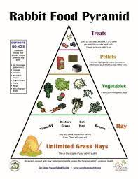 Caring For Your Rabbit Part Two Rabbit Diet Bunny Care Rabbit Care
