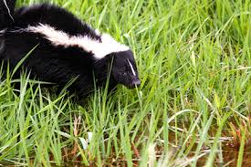 The most common and recognized skunk species in north america is the striped skunk, whose range extends from the southern half of canada to the northernmost parts of mexico, covering most of the continental united states. Striped Skunk Eek Wisconsin