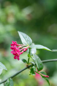 Image result for Jasminum beesianum