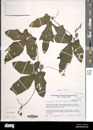 Image result for Coccinia barteri