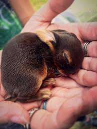 Video of tiny white bunnies inside drinking glasses. Bunny Rabbit Baby Baby Bunny Baby Rabbit Rings Wildlife Just Born Hands Asleep Tiny Tiny Animal Cute Adorable Innocent Fluffy By Jay Stone Photo Stock Snapwire