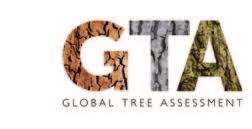 Image result for Triainolepis sancta