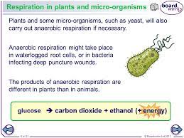 Anaerobic Respiration Ppt Video Online Download