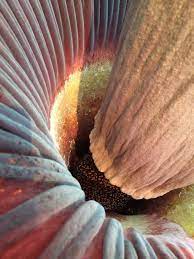 If You Smell Something Say Something After You Visit The Muttart Conservatory S Corpse Flower We D Love To Hear Your D Corpse Flower Conservatory Dead Mouse