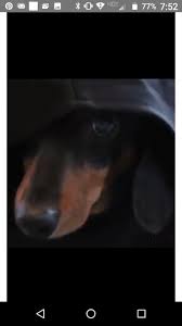 Pin On Dachshunds And Friends And Star Wars