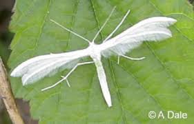 Black And White Insect With Wings Uk Large White Plume Moth Moth Uk Moths Large White