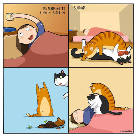 Compilation of comics about having two cats! 🐈 🐈‍⬛ More comics -  patreon.com/lingvistov #cats #catlover #catsofinstagram #illustration # comics #comicstrip #comicsofinstagram #catcomics #catscomics #lingvistov  #lingvistovillustration #lingvistovcats ...