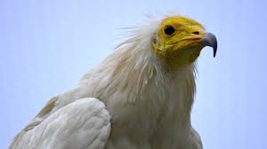 An egyptian vulture has been seen in the uk for the first time in what is believed to be more than 150 years. De Equipping Of Unauthorised Climbing Routes To Ensure The Reproduction Of The Egyptian Vulture In The