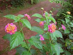Facts About The Lantana Flower Lantana Flower Lantana Lantana Plant
