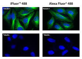 A range of alexa dyes is available, with emission wavelengths spanning the visible spectrum and extending into the infrared region of the spectrum. Ifluor 488 Goat Anti Mouse Igg H L Aat Bioquest