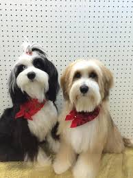 Maybe you would like to learn more about one of these? Tibetan Terrier Puppies For Sale Petfinder