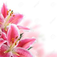 We did not find results for: Pink Lilies On A White Background Stock Photo Picture And Royalty Free Image Image 10856060