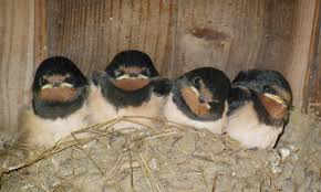 „nun besteht also wieder die gelegenheit, den sommerboten mit nisthilfen, lehmpfützen und insektenreichen gärten zu helfen, ruft matthias freter vom nabu niedersachsen dazu auf, den schwalben unter die flügel zu greifen. Schwalben Willkommen Nabu Emsland Grafschaft Bentheim