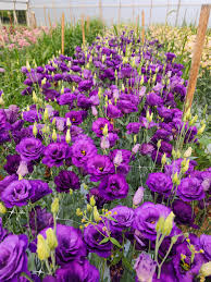 Image result for eustoma lisianthus in garden