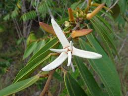 Image result for Xylopia