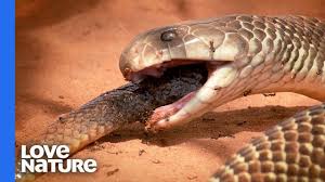 Since the snake is so speedy, crashing can happen before you can react. A Mulga Snake Is A Snake S Worst Nightmare Youtube